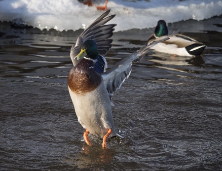 duck flaps its wingsの写真素材
