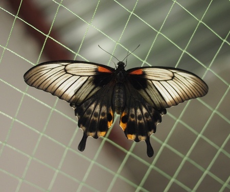 Tropical butterflyの写真素材