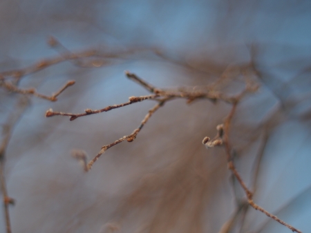 birch twig in winterの写真素材