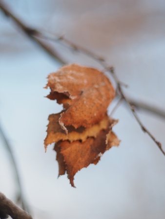 dry leaves on a tree in winterの写真素材