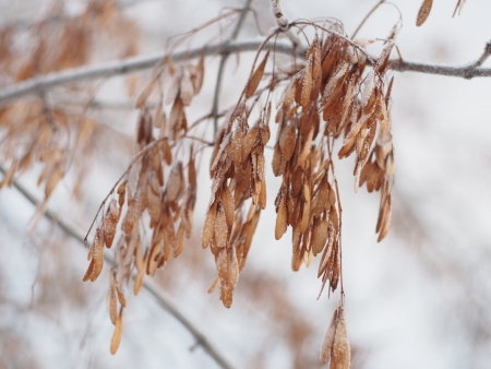 Ash seeds on branches in winterの写真素材