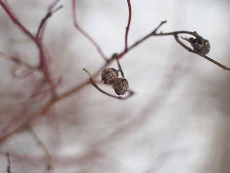 Dried rose hips in winterの写真素材