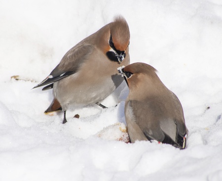 Waxwings in the snowの写真素材
