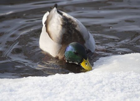 Ducks on the lake in winterの写真素材