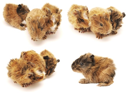 Baby guinea pig on a white background. Set の写真素材