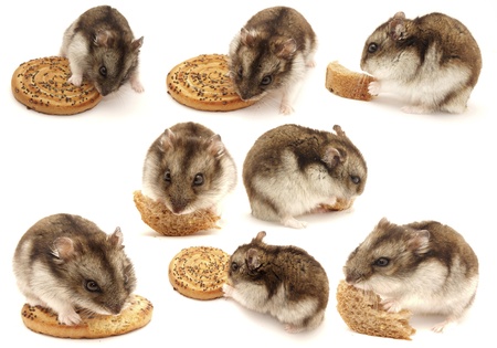 Hamsters. Setの写真素材
