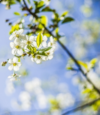 cherry blossomsの写真素材