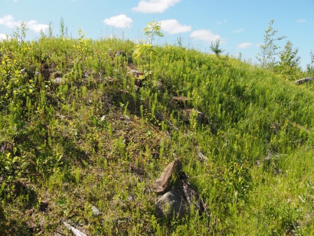 sunny meadowの写真素材