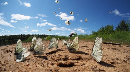 Black-veined White butterfliesの写真素材