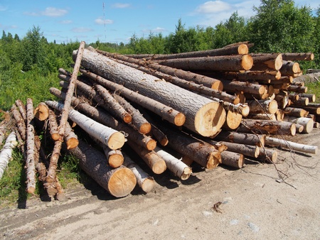 The logs on the road