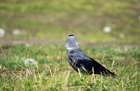 crow on the grassの写真素材