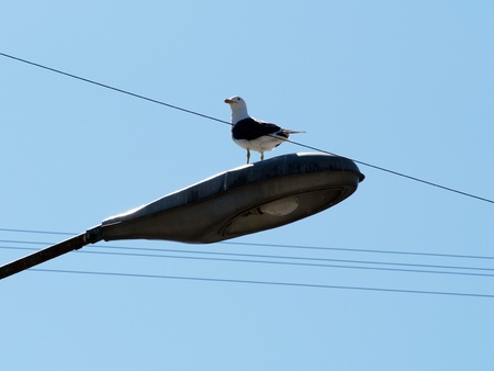 Seagull on the lampの写真素材