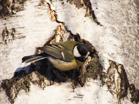titmouse on a birchの写真素材