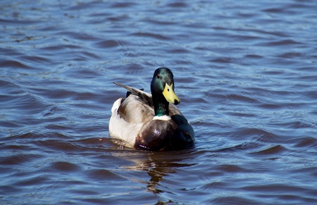 mallard duck on the lake の写真素材
