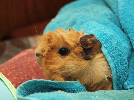 Guinea pig in a towelの写真素材
