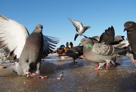 Birds on the lake in winter 