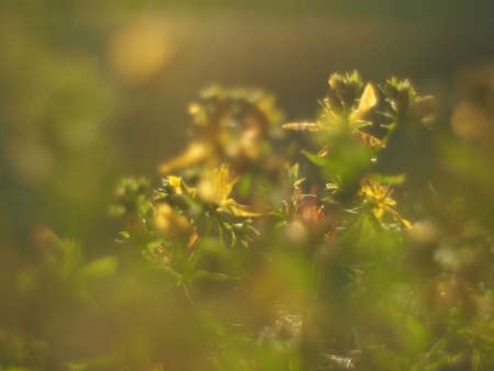 Hypericum perforatumの写真素材