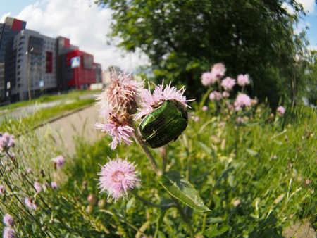 Chafer beetle on a flowerの写真素材