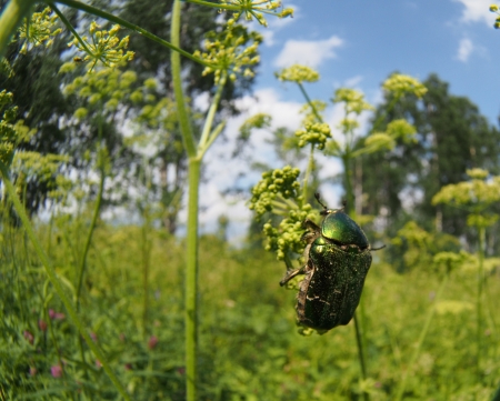 Chafer beetle on a flowerの写真素材
