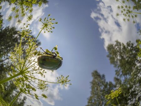 Chafer beetle on a flowerの写真素材
