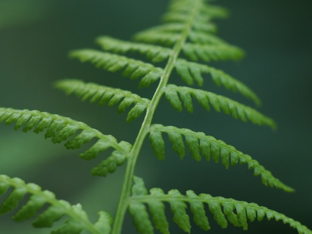 Plants in the forest