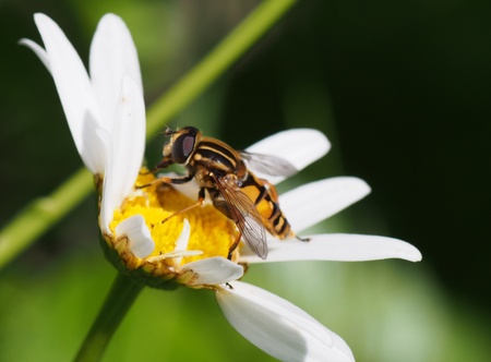 Fly on a flowerの写真素材