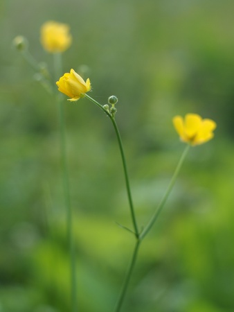 buttercup flowerの写真素材