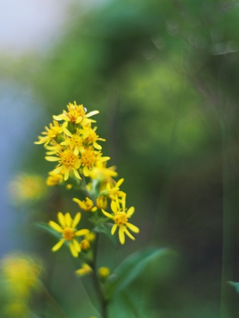 Goldenrod in the mountainsの写真素材