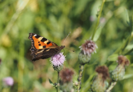 Butterfly rash in the grassの写真素材
