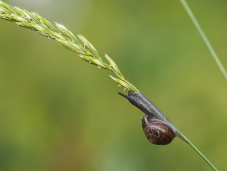 A snail in the grassの写真素材