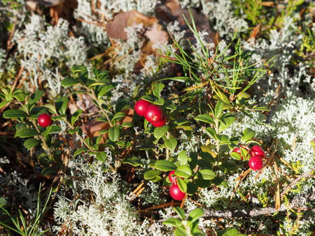 cranberriesの写真素材