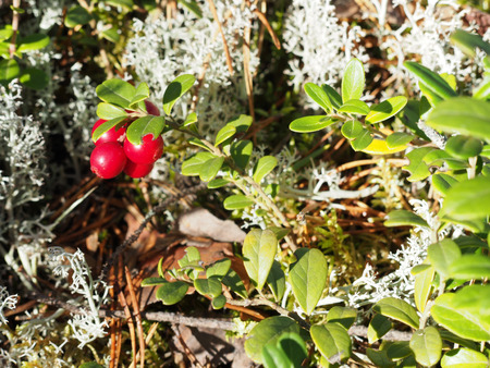 cranberriesの写真素材