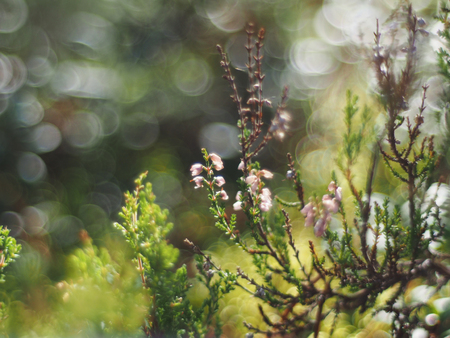 heatherの写真素材