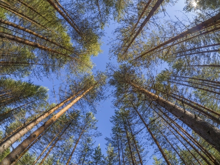 crown treesの写真素材