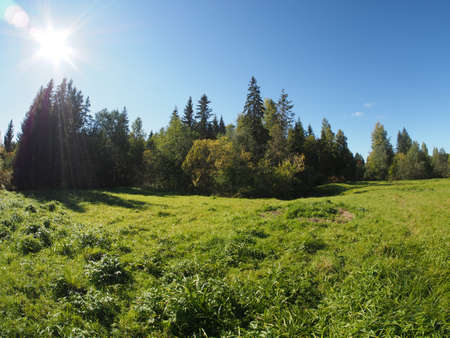 clearing in the woodsの写真素材