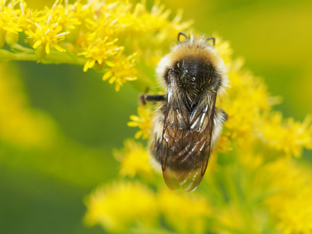 Bumblebee on a yellow flowerの写真素材