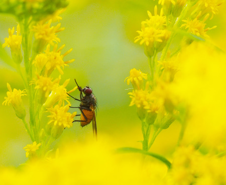 fly on a yellow flowerの写真素材