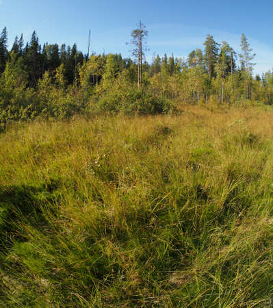 forestの写真素材