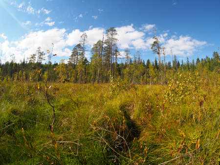 forest