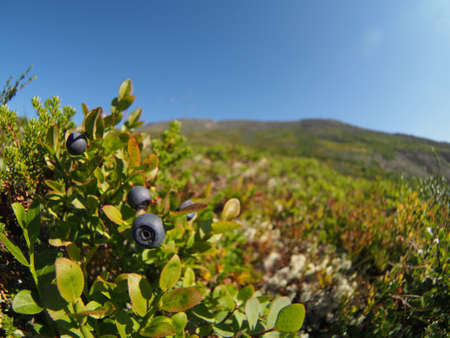 plants in the mountainsの写真素材