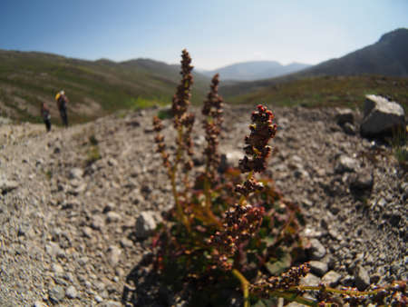 plants in the mountainsの写真素材