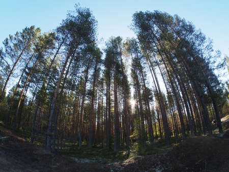 pinewood