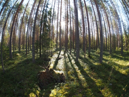 pinewoodの写真素材