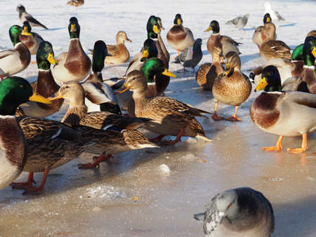 birds on the lake in winterの写真素材