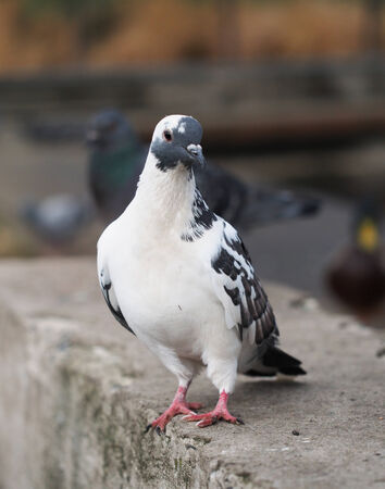 portrait of pigeonの写真素材