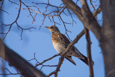 Thrush in the forestの写真素材
