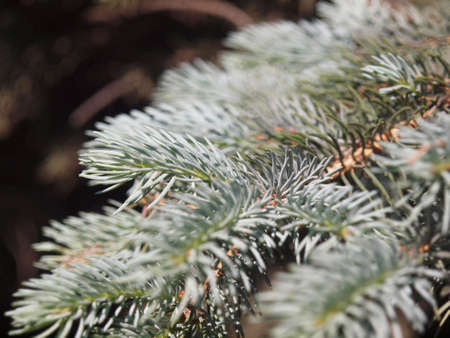 silver fir branch 