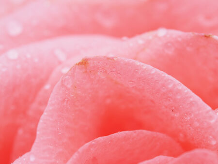 Detail of rose closeの写真素材