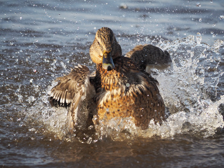 duck swims in the lakeの写真素材