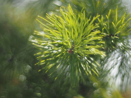 sprig of pine in the forest